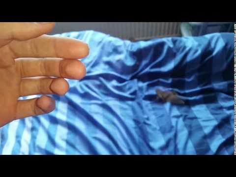 Flying dragon gliding