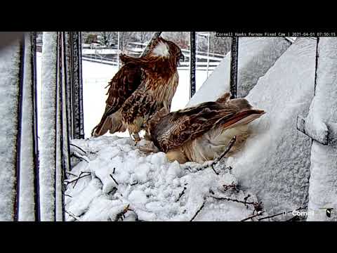 Cornell Hawks Swap Incubation Duties On Snowy April Morning – April 1, 2021