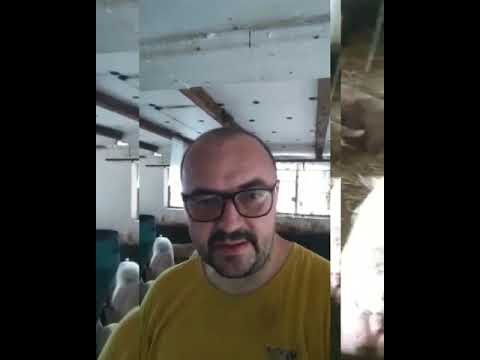 FARMA SVINJA - PORODICNI POSAO SA 100 KRMACA - *VELIKI JORKSIR* LARGE WHITE PIG