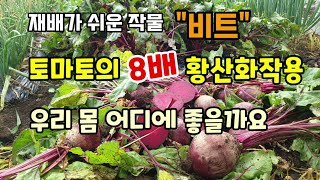 재배가쉬운 비트 건강에도 좋아요 토마토의 8배 황산화작용 비트의효능 비트재배방법 심는시기