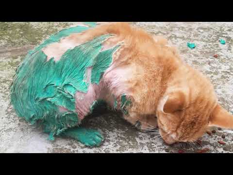 Video: Conoce seis formas de maltrato animal | Bogota.gov.co