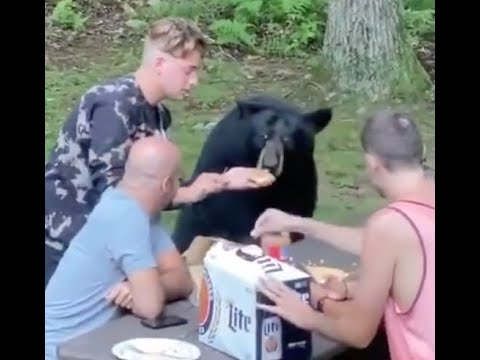 "Winnebago Warrior" Dead Kennedys