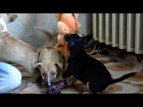 Mini Bullterrier Welpe kaufen