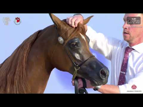 N 56 D SAMAHAH   Al Shiraa International Arabian Horse Show 2023   Fillies 2   3 Years Old Class 2C