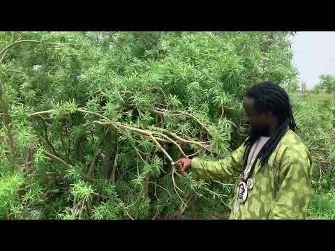 BAYE FALL SALOUM SALOUM les secrets mystiques de garabou salane (euphorbia balsamifera)
