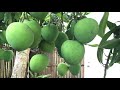 mango tree with lots of fruits in yard june 20th 2021