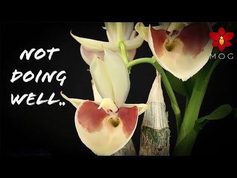 Orchids I don't enjoy growing anymore - No more videos with these Orchids? .. maybe 🤷🏻‍♀️