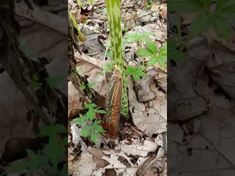 Petani porang nganjuk desa bendoasri