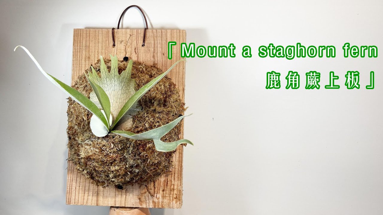 鹿角蕨上板教學影片