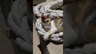 沖縄に住む自由人の1日　【Part19】 #asmr #日常 #vlog #routinevlog #日常vlog #沖縄 #ルーティン #アウトドア