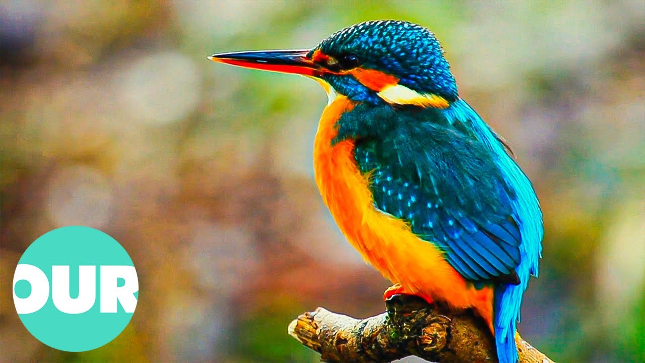 The Most Beautiful and Colorful Birds & Animals The Most Beautiful and Colorful Birds & Animals