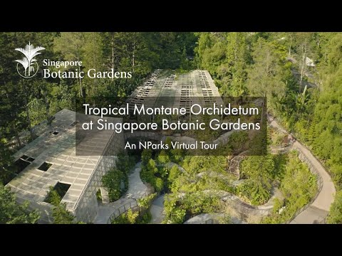 Tropical Montane Orchidetum at Singapore Botanic Gardens | An NParks Virtual Tour