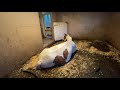 Episode 12 American Paint Horse Giving Birth To A Beautiful Foal