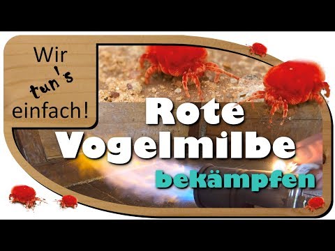 Rote Vogelmilbe bekämpfen - 100% biologisch und ohne Chemie | Wir tun's einfach!