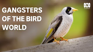 Noisy miners: when good birds go bad | The Secret Lives Of Our Urban Birds