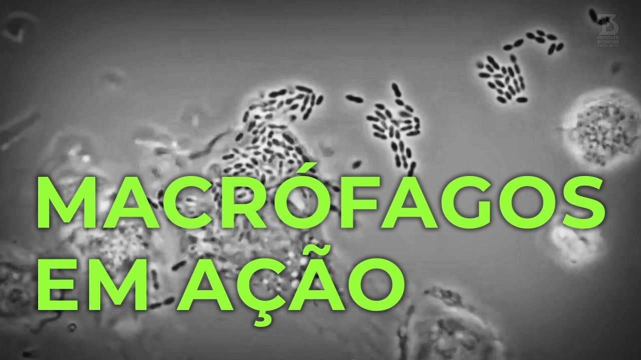 Macrófagos em ação