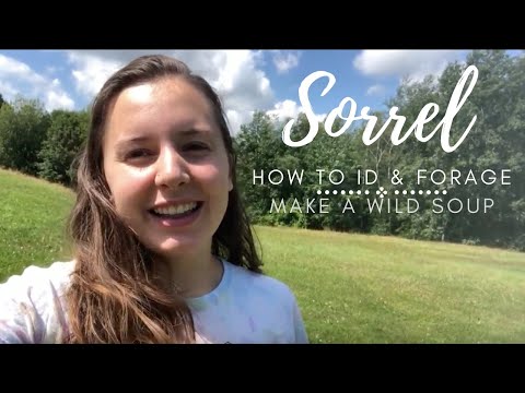 Eat the Weeds: How to Identify Wood & Sheep Sorrel and Make a Wild Sorrel Soup
