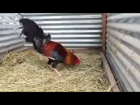 Dink Fair Sweater 5000