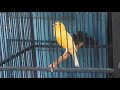 Kenari Gacor