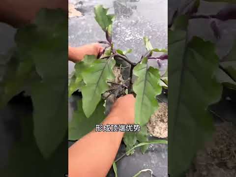 茄子想高产一定做好这两部 #种植小技巧 #学种菜 #农业种植技术