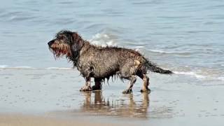 Cecil Corbel - Red Rose