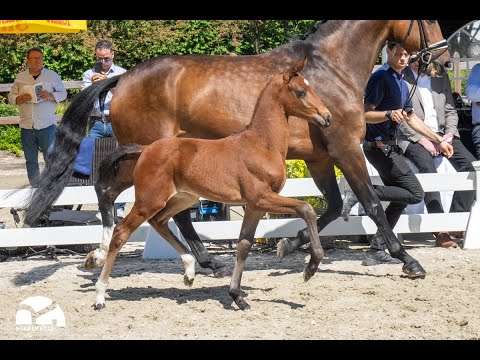 "Elestine", SF 2023 v. Escaneno x Sir Donnerhall