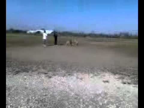 Bronco embaresses the family   again