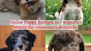 What is an Online Puppy Broker