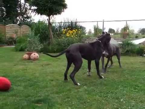 Abahatschi, Najah und Diego