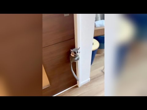 誰懂這個小鼻嘎！個頭迷你能跳 5 米，眼睛居然不能轉 #神奇動物 #動物科普 #萬物皆有靈性 #動物的迷惑行為