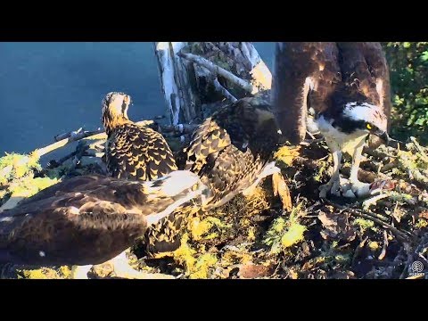 Second breakfast for Hog Island Ospreys. 07.25/ 08 July 2018