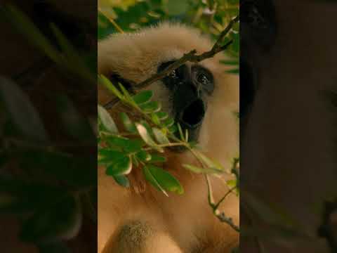 Meet the Fastest Primate on Earth: The Lar Gibbon