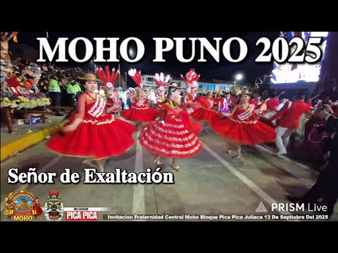 GRAN PASACALLE BLOQUE PICA PICA Festividad en Honor al Señor de Exaltación MOHO PUNO PERÚ 2025.