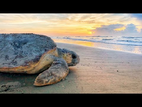 Scientists solve the mystery of sea turtles' 'lost years'