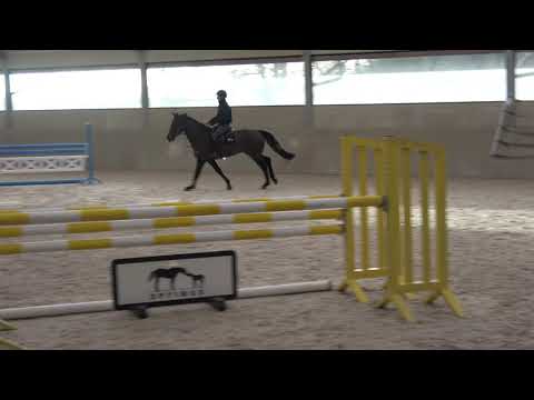 Napoleon Optimus, Triumphe de Riverland (Cornet Obolensky) x Vigo d'Arsouilles