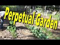 You Can Grow A Never Ending Garden 5 9 2024