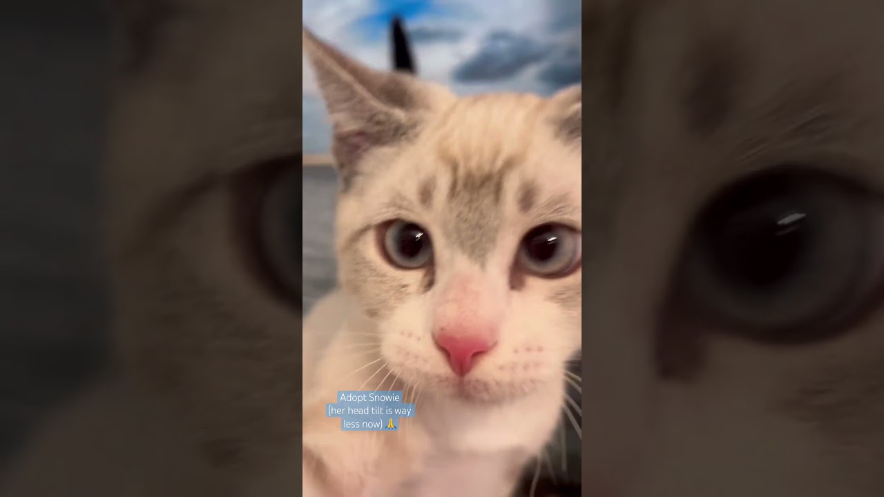 Snowy, an adoptable Siamese in Santa Clarita, CA video 3/3