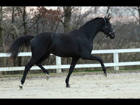 *2018 Stute von Ampere - Fürst Heinrich SOLD!!!