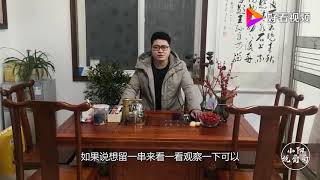 葡萄苗木质量和园区建设有什么关系？听农村小伙一一道来