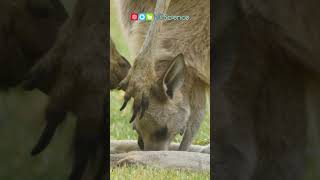 Kangaroos #shorts #ngscience