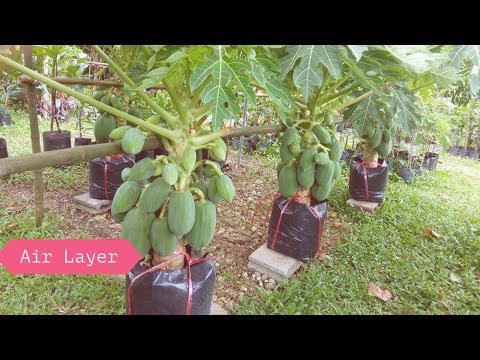 Papaya Air Layering Propagation