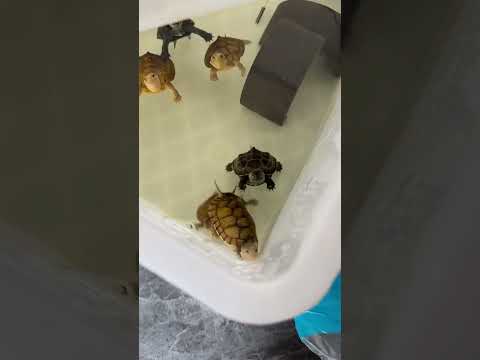 Funny turtle 57/2025/funny pets vidios #057 #shortvideo #shortviral #shorts #short #viralshorts