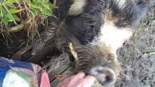 Jimmy enjoys some nice guavas. MAH01333. Taken 8 July 2016