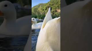 Download lagu Bebek Lucu Berenang #celana pendek #bebek #berenang mp3