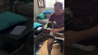 Video preview image #1 American Staffordshire Terrier-Unknown Mix Puppy For Sale in Santa Monica, CA, USA