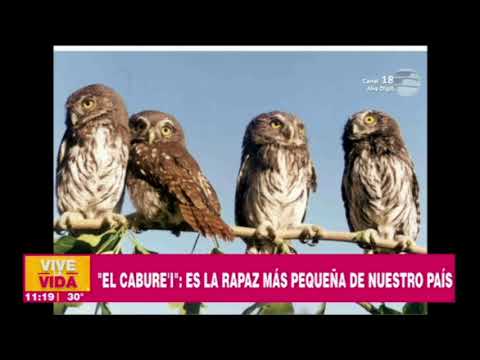 The Cabure'i: We Know the Legend of This Animal | Report on VLV | 10 - 04 - 23