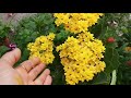 Heavy Flowering March Season Update