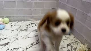 キャバリアの動画01