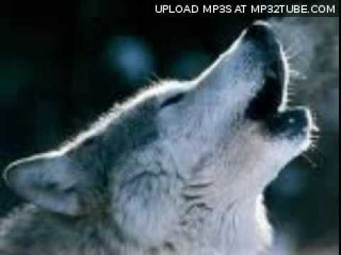 Lichter Laaie - Wolvenhonger