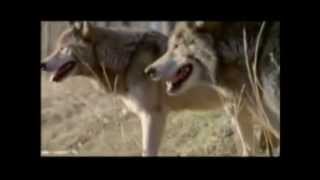 Wolves Attempt to Hunt a Horse